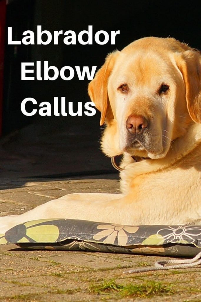 Labrador elbow Callus- Prevention and Treatment