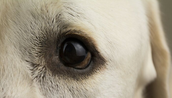 Symptoms of blindness in dogs
