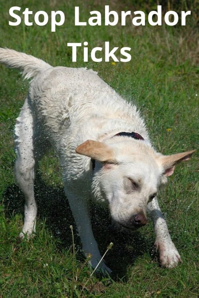 Labrador Ticks- Tick removal, Tick prevention and control