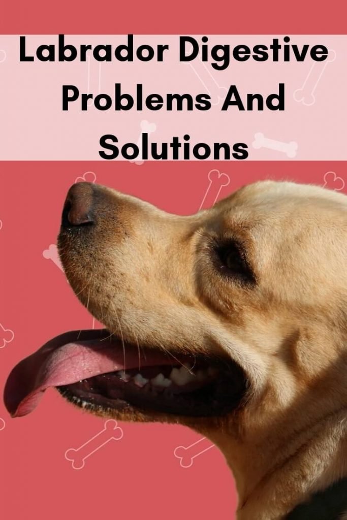 Labrador digestive problems- Natural solutions