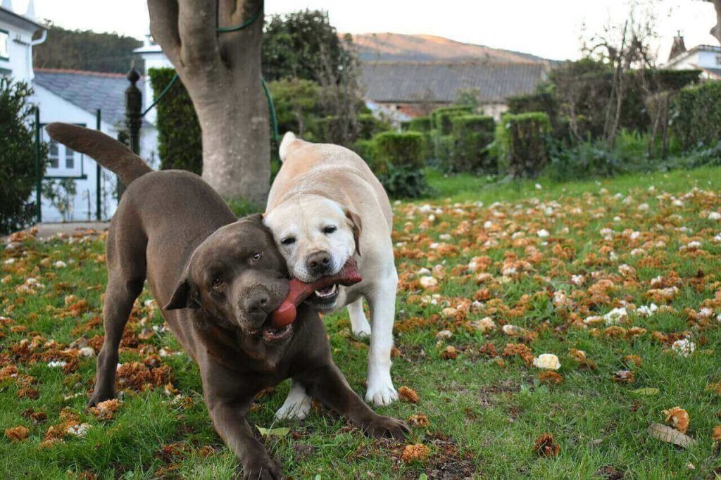 How to stop Labrador puppy from biting,Labrador biting problem,Do labradors bite more than other breeds