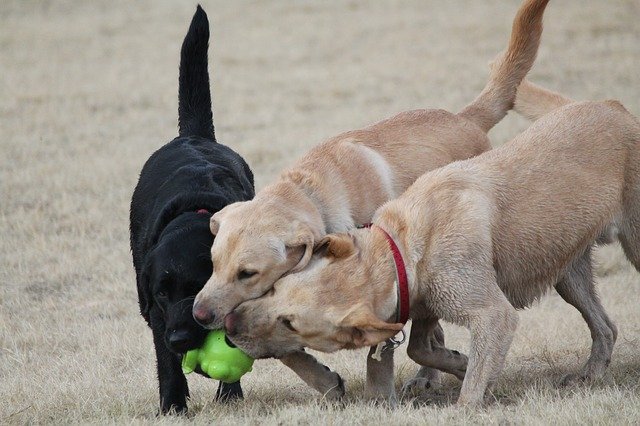 Labrador Neutering,Types of Neutering,Male dog castration