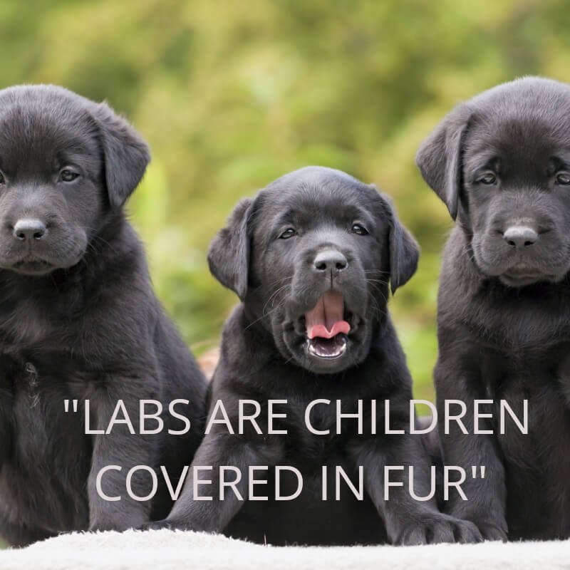 Labrador quotes