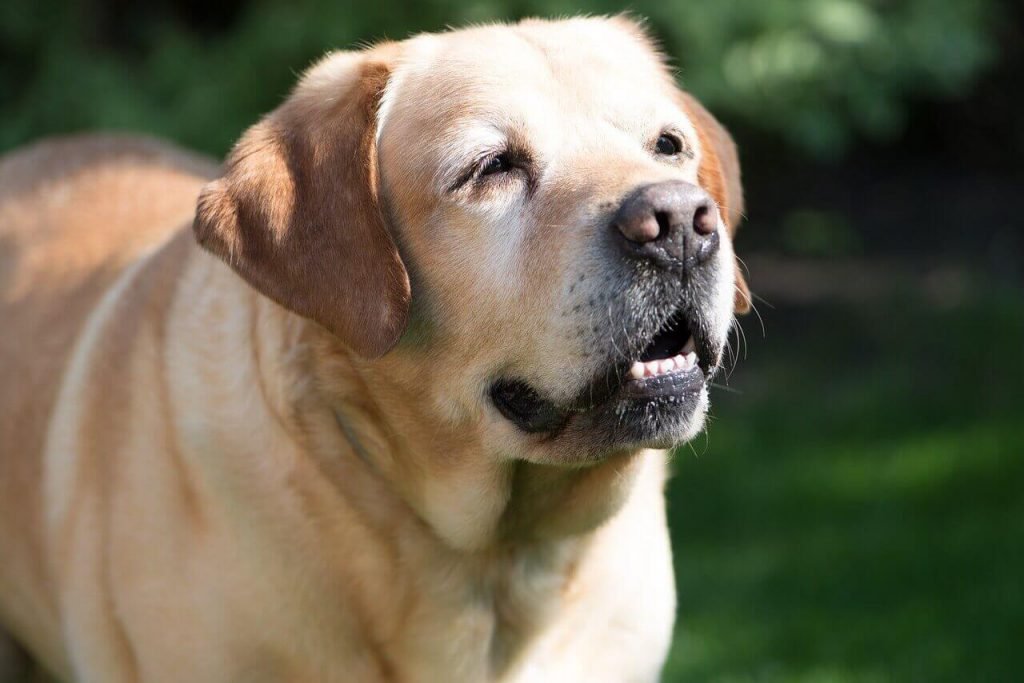 Vision loss in old Labradors,Old Labrador health problems