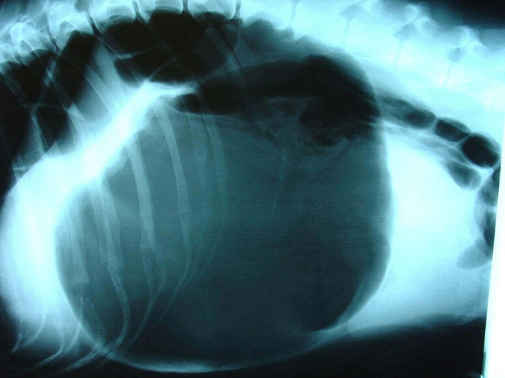 Pros and Cons of elevated Dog feeders,Cons of elevated dog bowls,Gastric dilatation volvulus