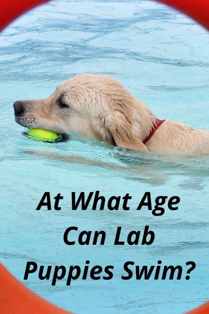 At what age can Lab puppies swim- Train your lab to swim