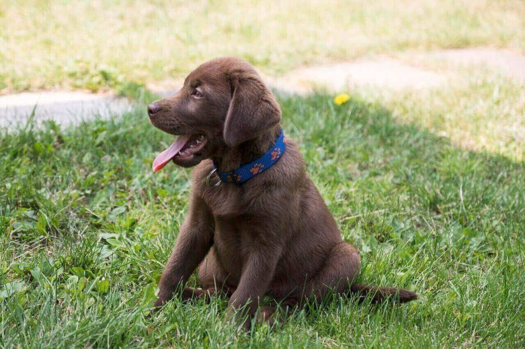 Chocolate lab with White spot on tail,Mismarked Lab,Is a Mismarked lab Purebred