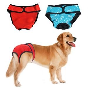 Labrador Heat Cycle, doggy pants