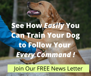 See How Easily You Can Train Your Dog to Follow Your Every Command