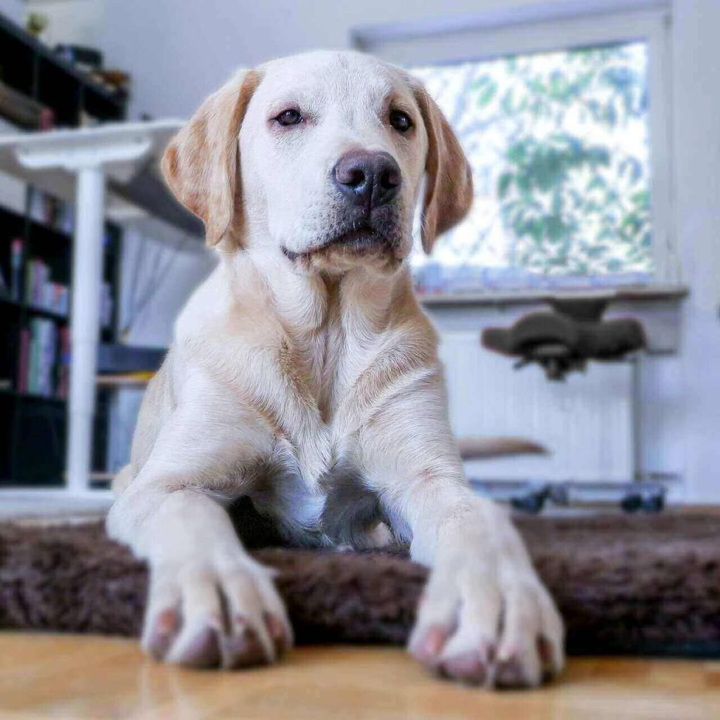 When Do Labs Stop Growing?