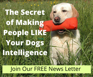 The Secret of Making People Like YouR Dogs Intelligence