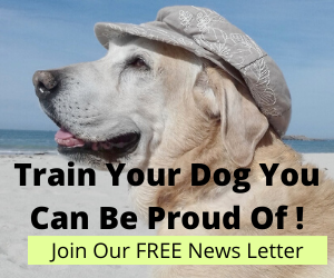 Train Your Dog You Can be Proud of