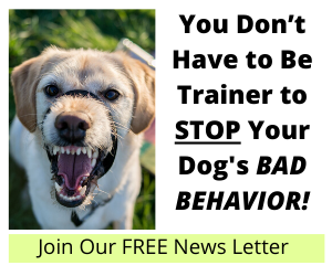 You Don’t Have to Be Trainer to Stop Your Dog's Bad Behavior