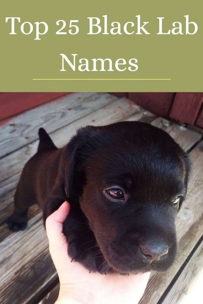 Top 25 Black Lab Names – For Your Black Labrador