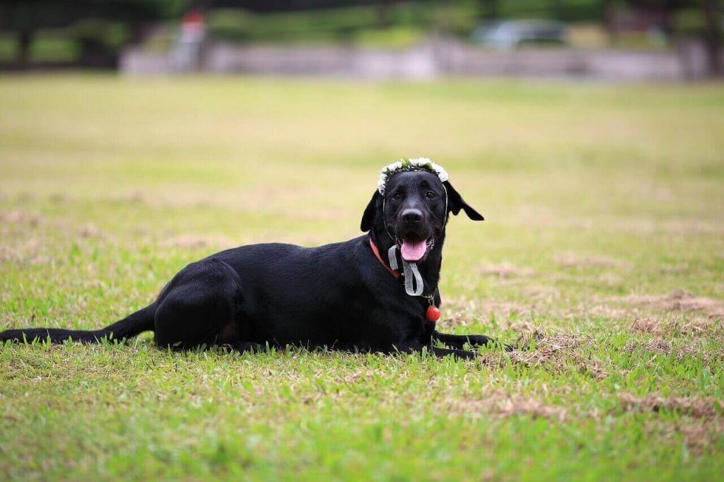 The Top 25 black Lab names