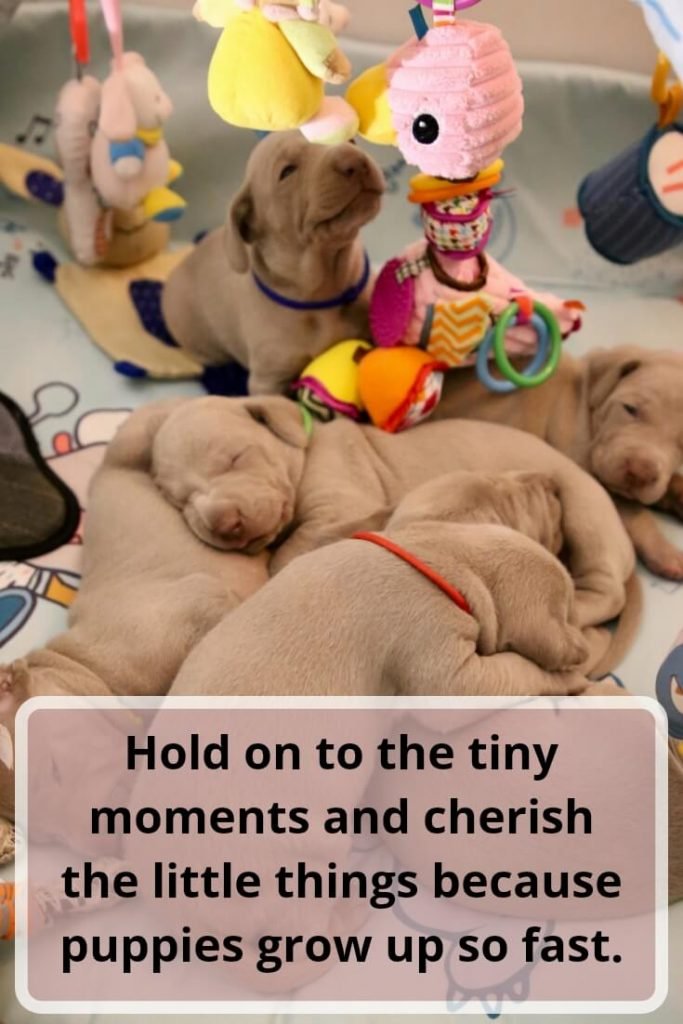Hold on to the tiny moments and cherish the little things because puppies grow up so fast.