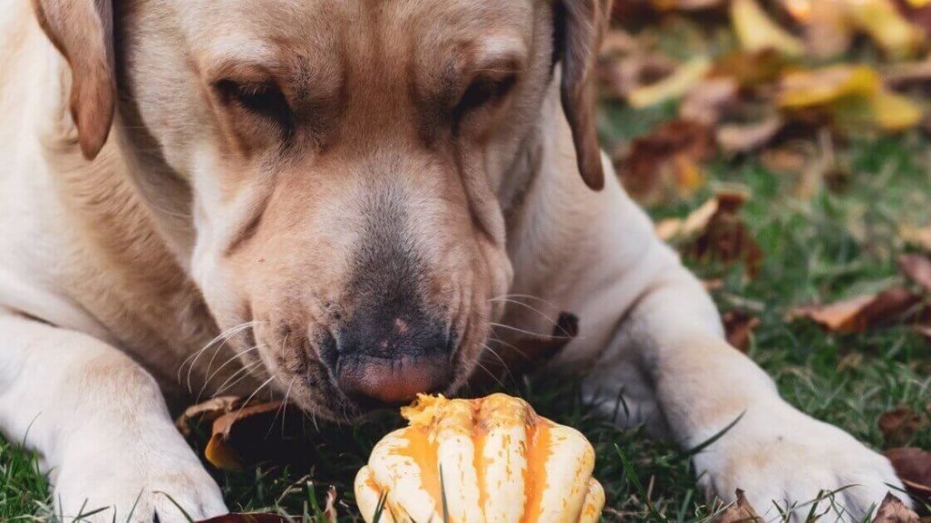 20 Foods To Avoid For Labrador