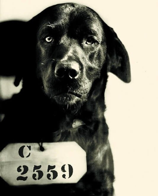 The story of a dog that went to prison