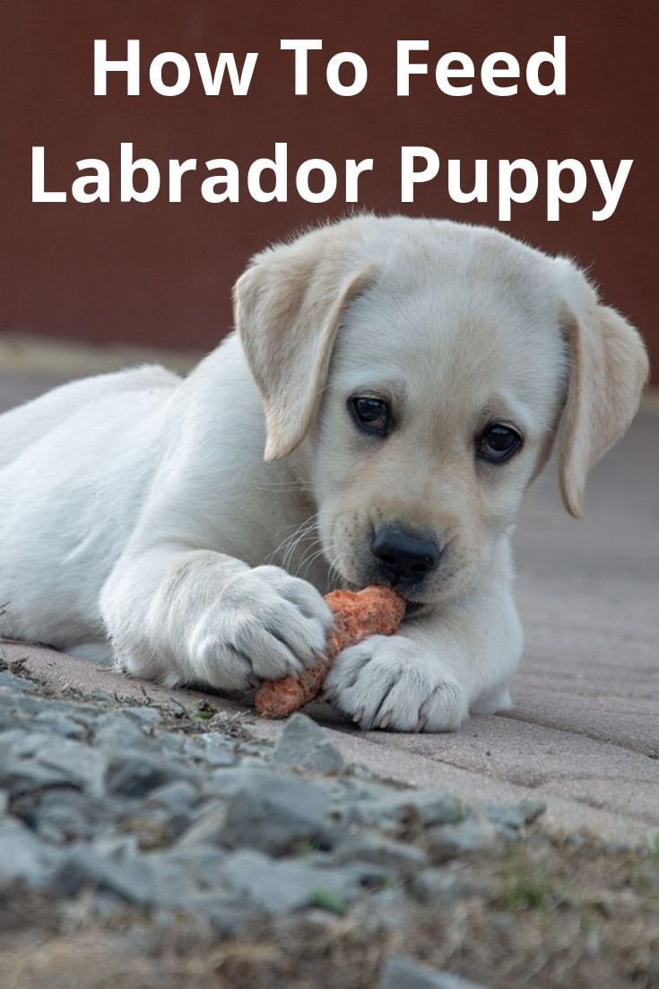 How to feed Labrador puppy - Labrador Loving Souls