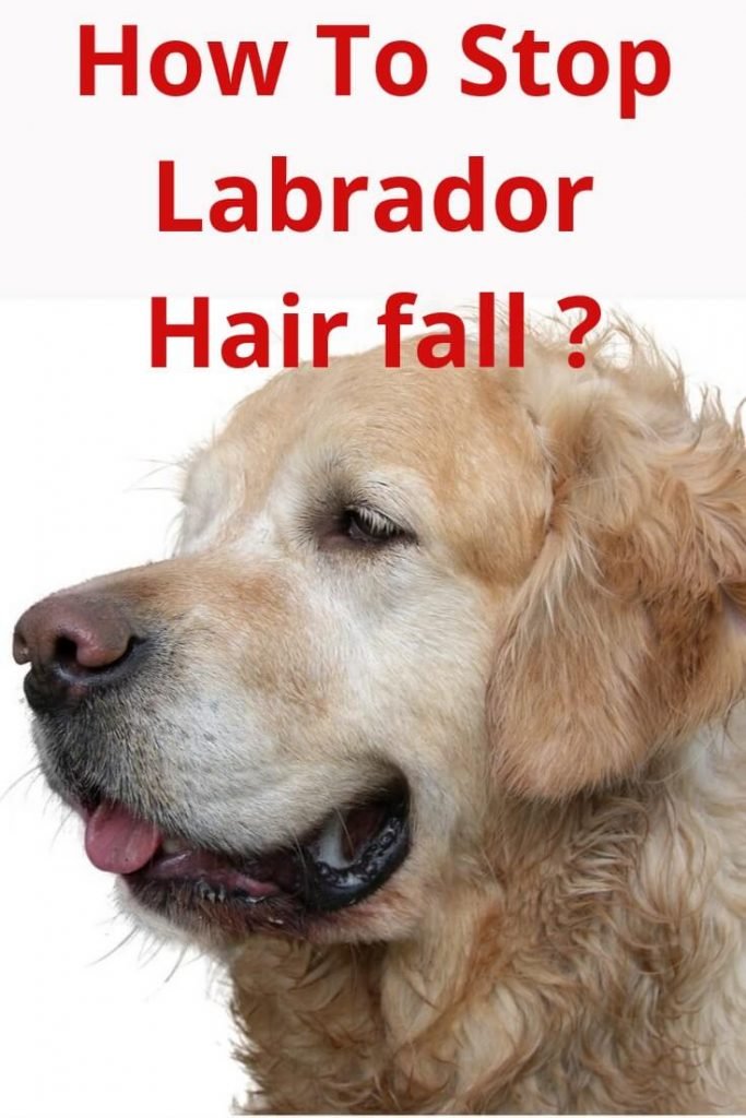 how to stop hair fall of labrador dog