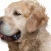 How to stop Labrador hair fall