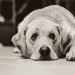 Can seizures cause Blindness in Dogs