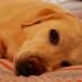 Saving your Pet with CPR,CPR,emergency