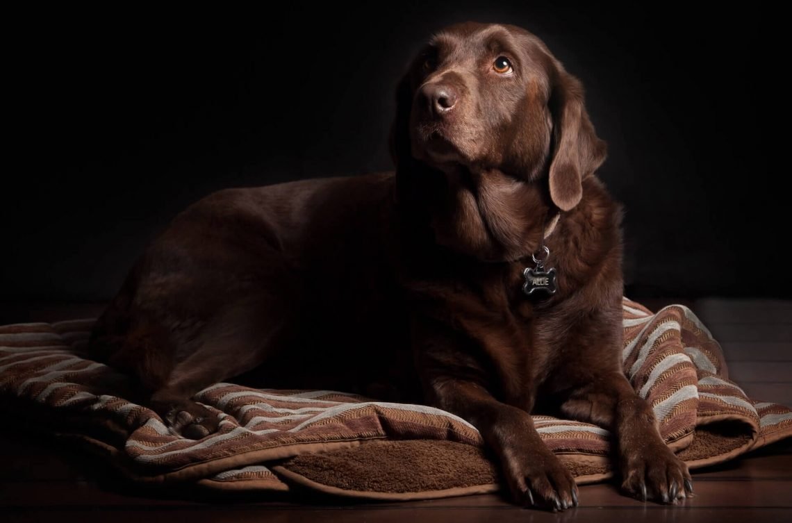 What to do when your Dog has a Seizure,seizures in dogs,dog seizures