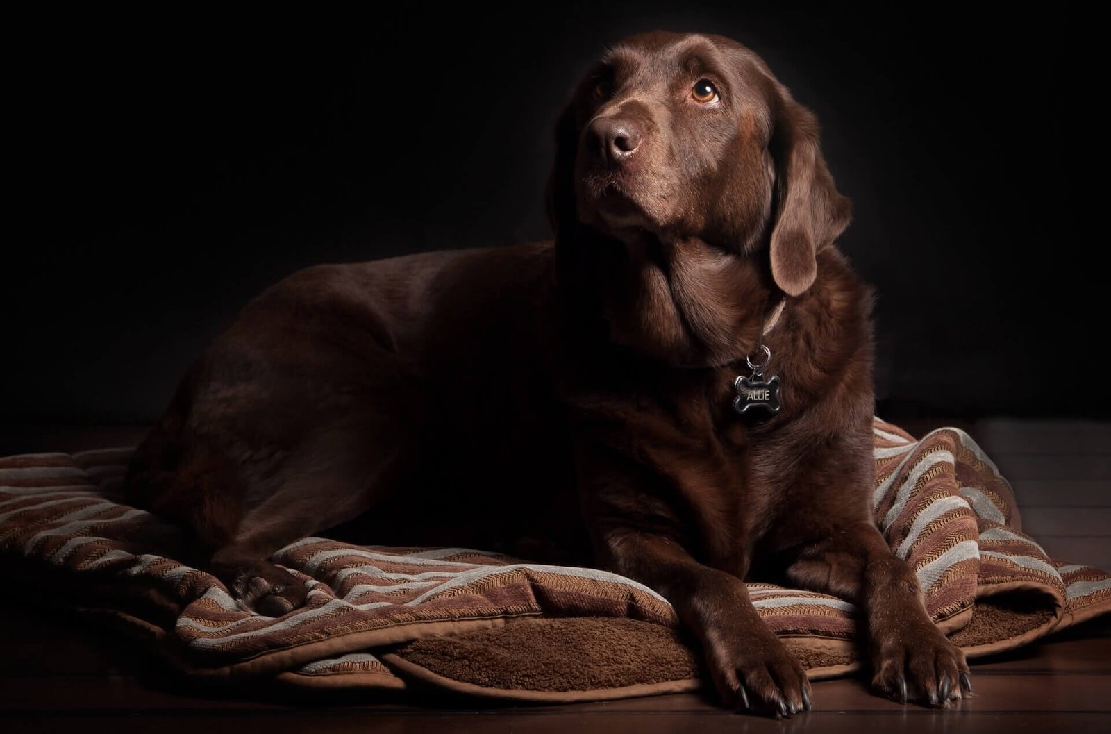 What To Do When Your Dog Has a Seizure? Labrador Loving Souls