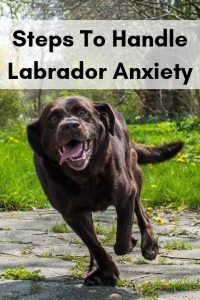 Image showcasing Labrador Anxiety- 5 Proven Steps To Handle It - Labrador Loving Souls