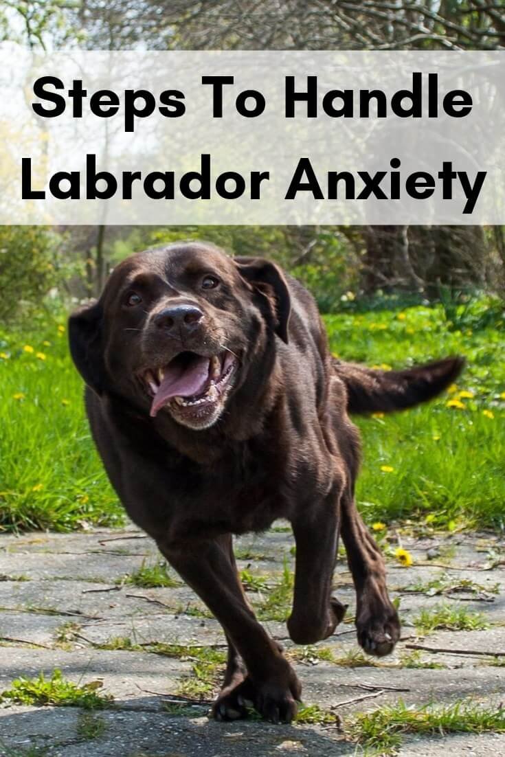 Labrador Anxiety 5 Proven Steps To Handle It Labrador Loving Souls