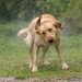 Labrador Ticks,Tick removal, Tick prevention and control