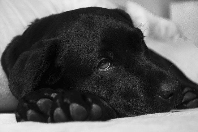 Labrador anxiety- Proven steps to handle it,Punishing your Labrador