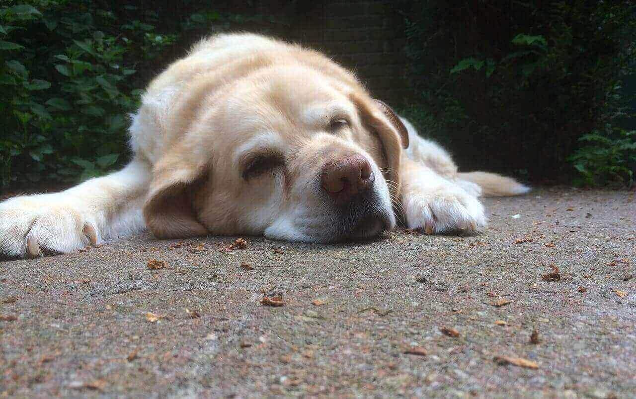 labrador digestive system
