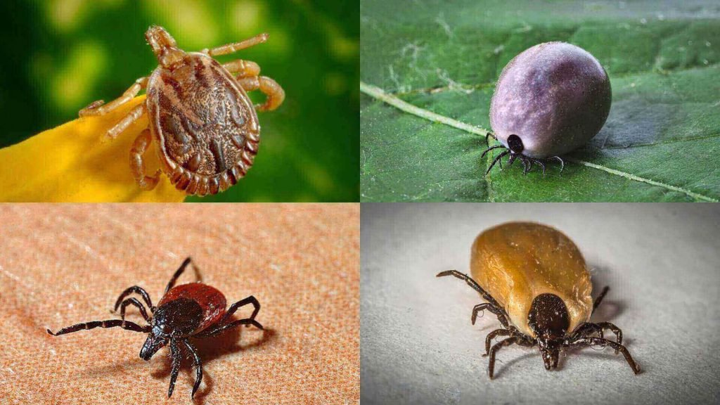 Labrador Ticks- Tick removal, Tick prevention and control - Labrador ...