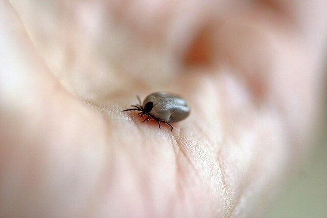 Labrador ticks and removal,How to safely remove a tick from a Dog