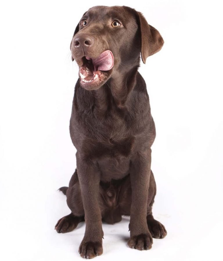 Labrador Eating Poop 2 Ways to Stop This Behaviour Labrador Loving Souls