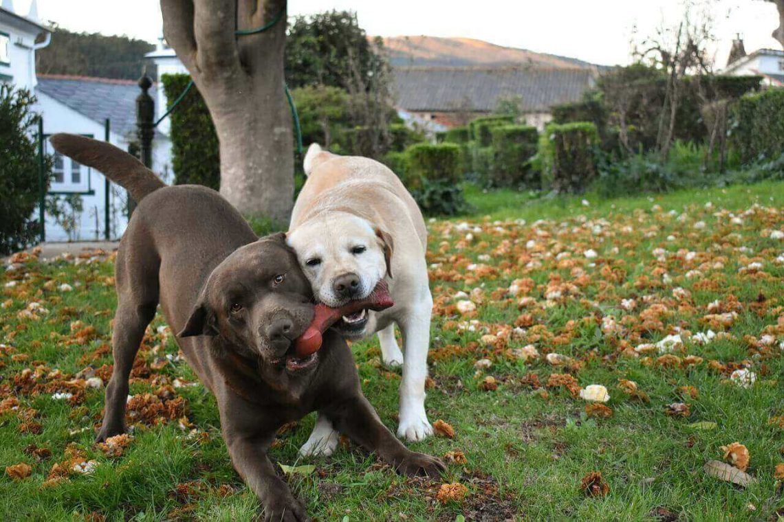 How to stop Labrador puppy from bitingThe Ultimate guide Labrador