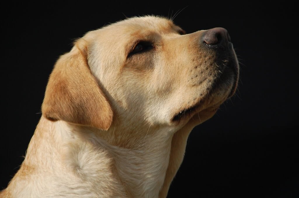 Labrador characteristics- 7 things you should know