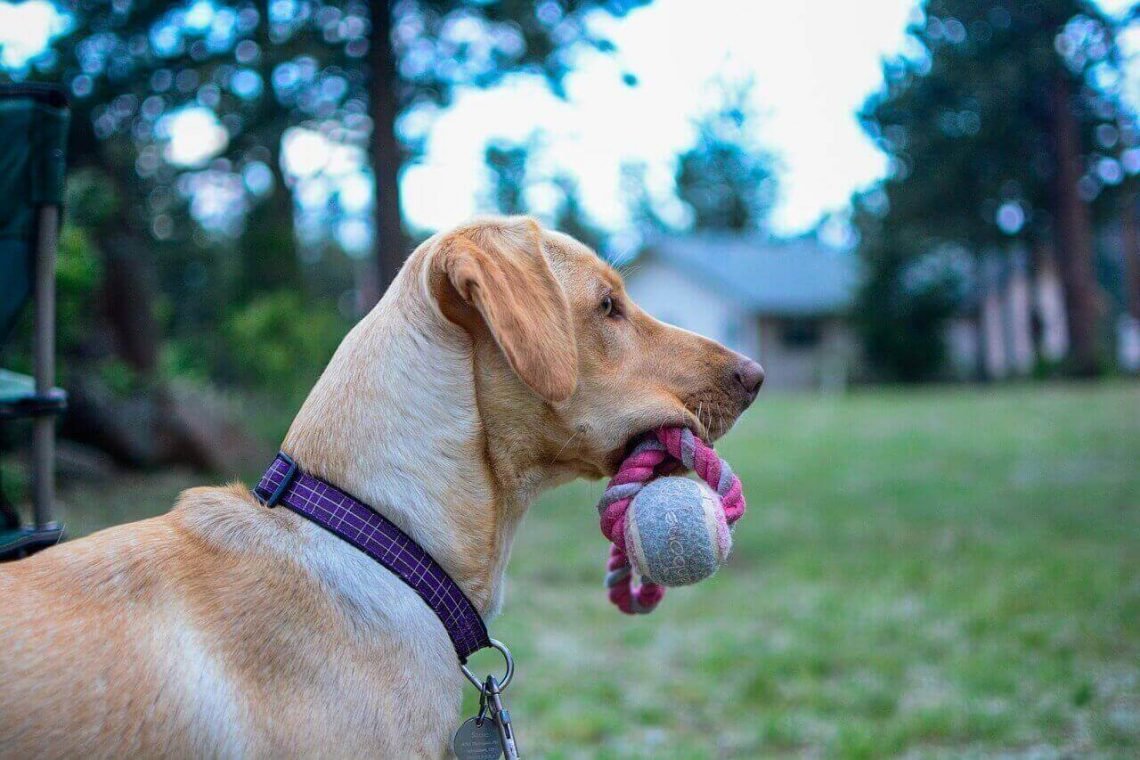 Labrador Neutering The complete Guide Labrador Loving Souls