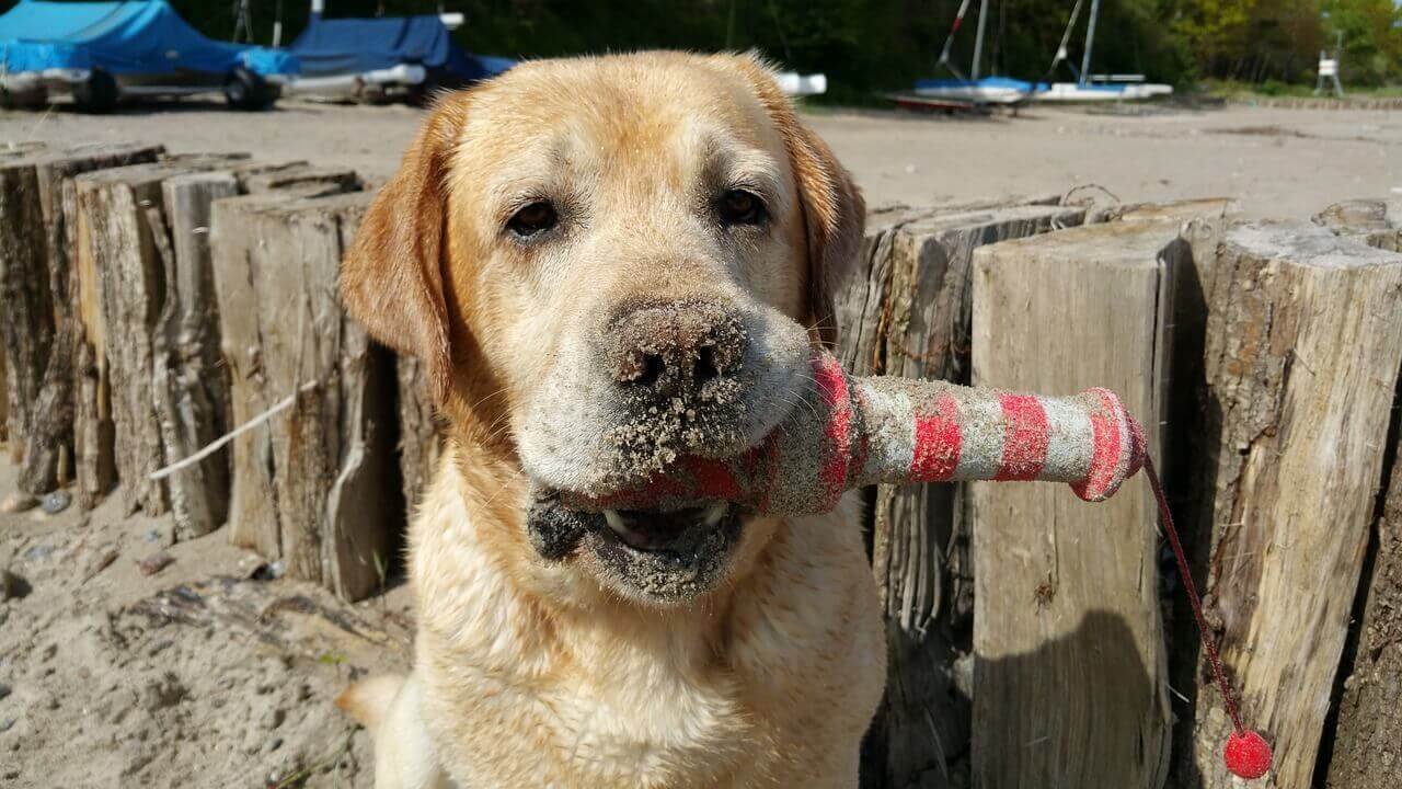 how far can a 7 month old labrador walk