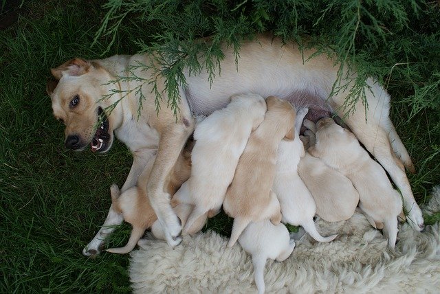 Labrador Neutering,Types of Neutering,Female dog spaying