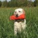 Labrador training tips