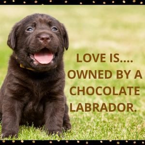 Labrador quotes- 15 quotes for every Labrador lover - Labrador Loving Souls