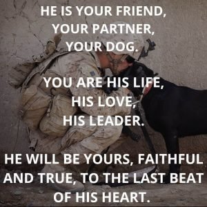 Labrador quotes- 15 quotes for every Labrador lover - Labrador Loving Souls