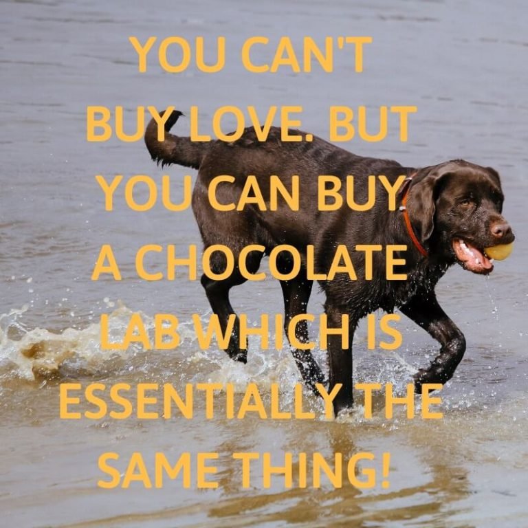 Labrador quotes 15 quotes for every Labrador lover Labrador Loving Souls