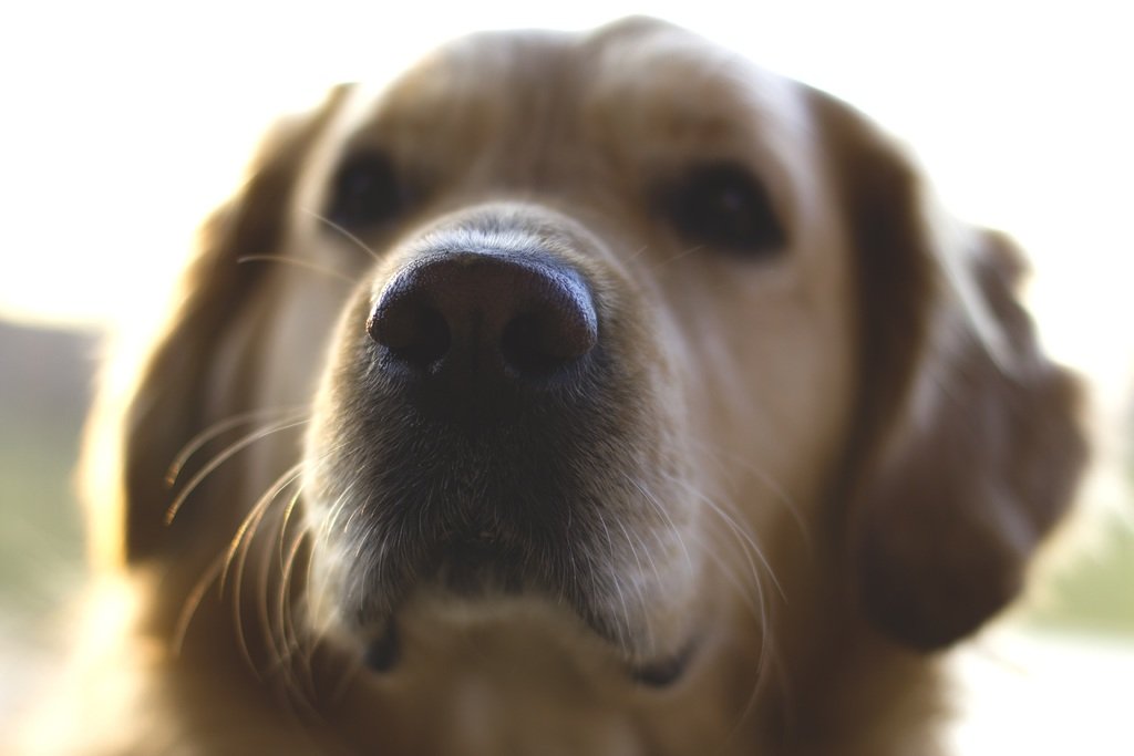 Labrador Lifespan How Long Do Labs Live Labrador Loving Souls