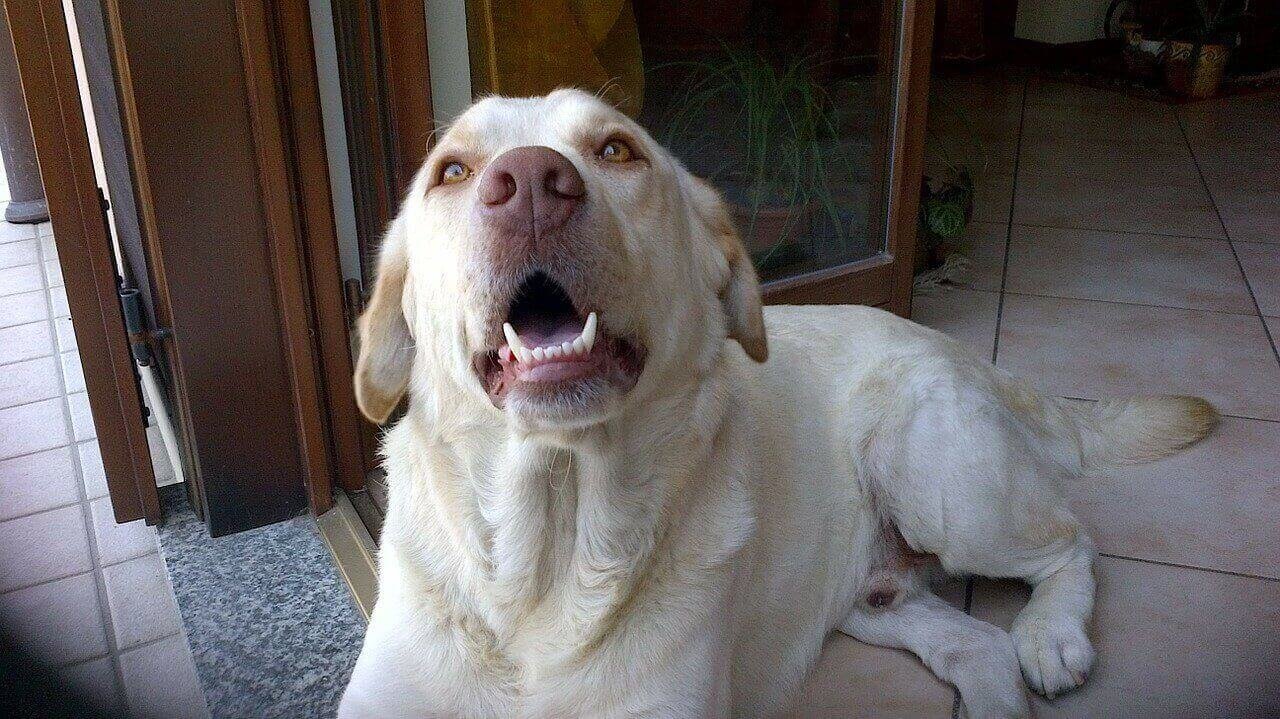 do yellow labs have pink noses