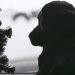 What does it mean when your Dog’s Balls turn Black