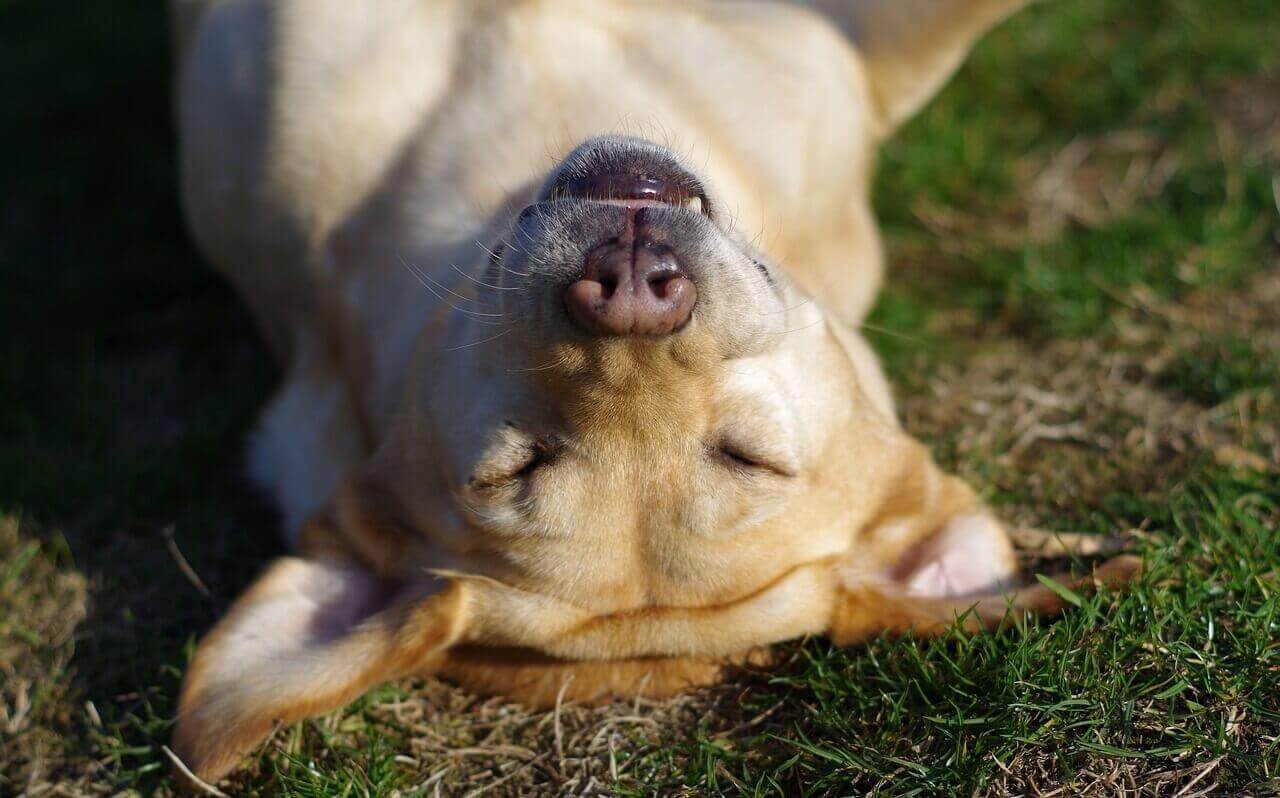 What does it mean when your Dog's Balls Turn Black? - Labrador Loving Souls